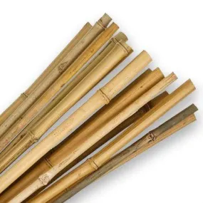 Bamboo Canes 6ft Cane | Collection/oversize delivery